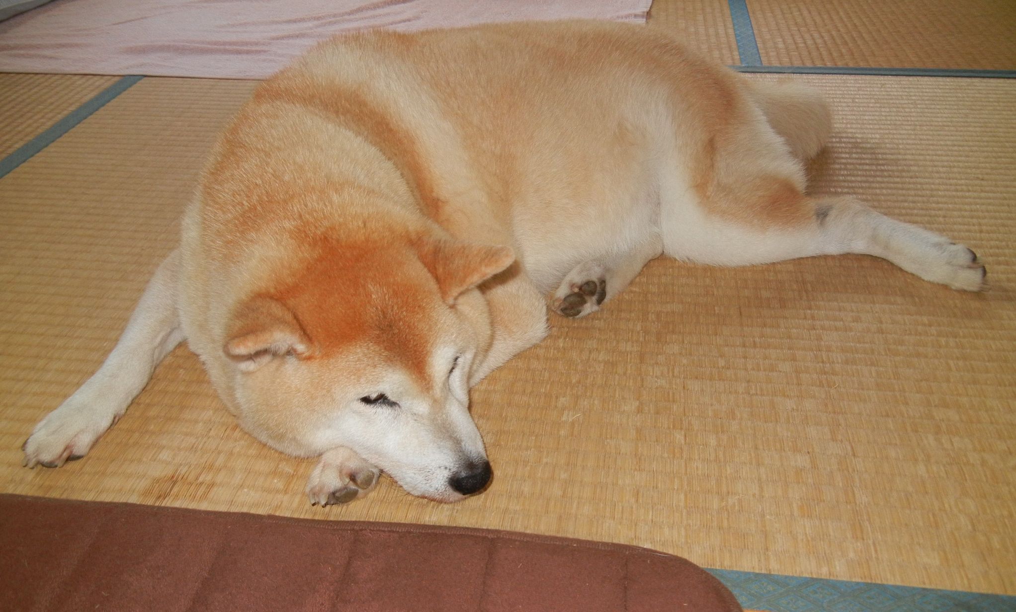 ’14,9,9(火)愛ちゃん、今日も生きてます!_f0060461_11104373.jpg