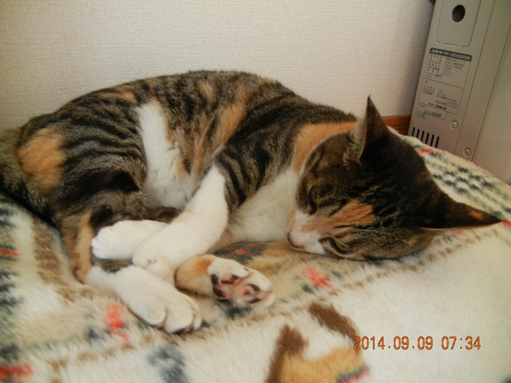 ’14,9,9(火)愛ちゃん、今日も生きてます!_f0060461_9524378.jpg
