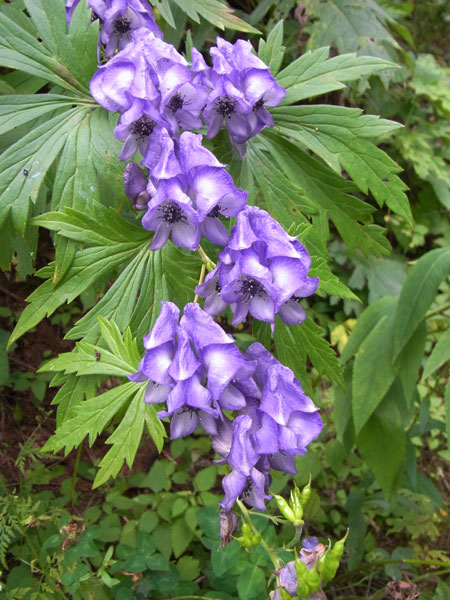 f0054366_12355457.jpg