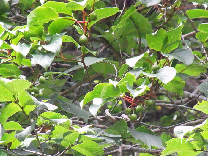 f0054366_12363187.jpg