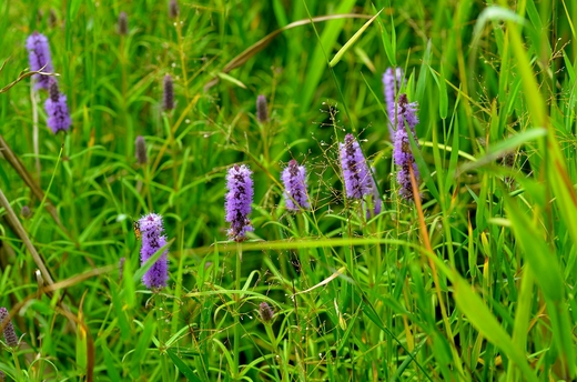 水辺の草の花 森のことば ことばの森 水辺の草の花 森のことば ことばの森