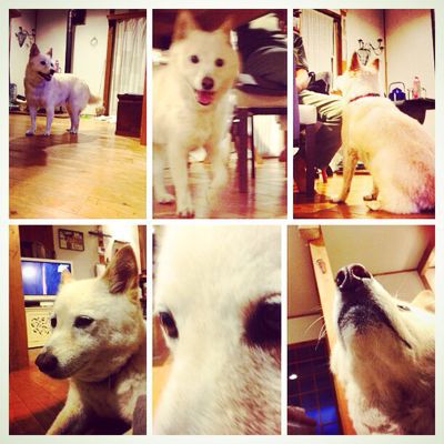 ホワイティさん、ホームステイ_f0121167_22533432.jpg