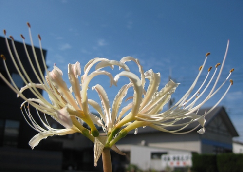 彼岸花か リコリスか Suduの道 彼岸花か リコリスか Suduの道