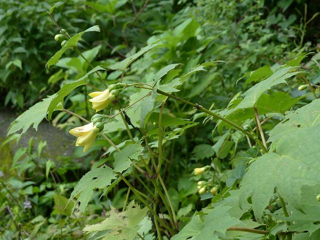 絶滅危惧種 キレンゲショウマ 花と葉っぱ