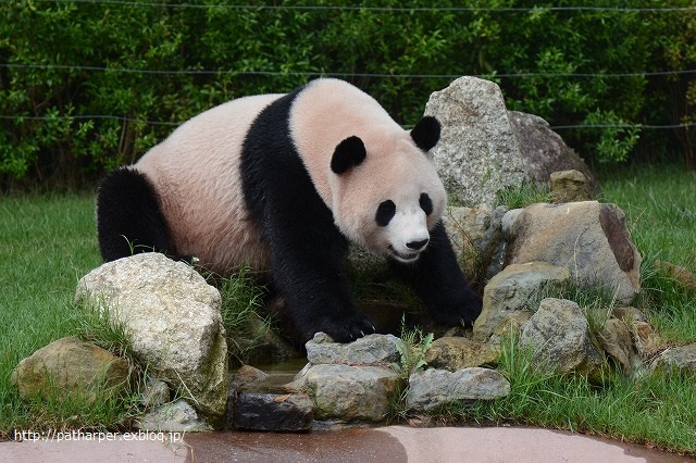 ２０１４年８月　白浜パンダ見隊　その１７（４日目）_a0052986_2310635.jpg