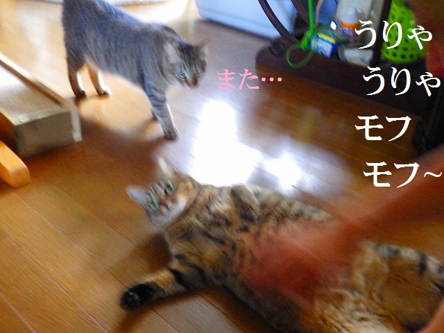 a0159490_15513417.jpg