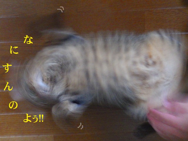 a0159490_15514556.jpg