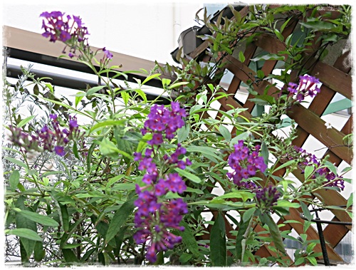 d0028304_1722020.jpg