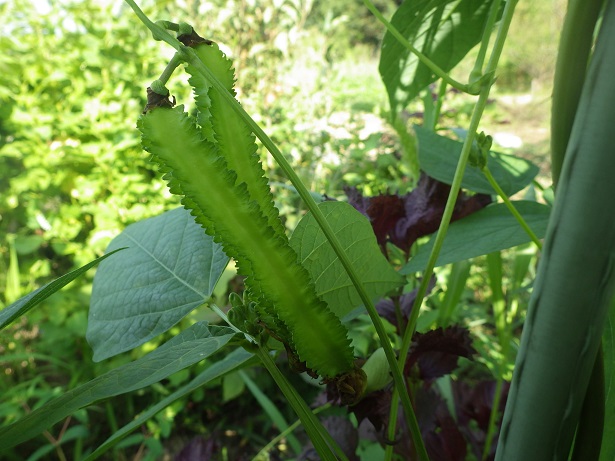 大根葉の間引き菜収獲～_c0280206_104710.jpg