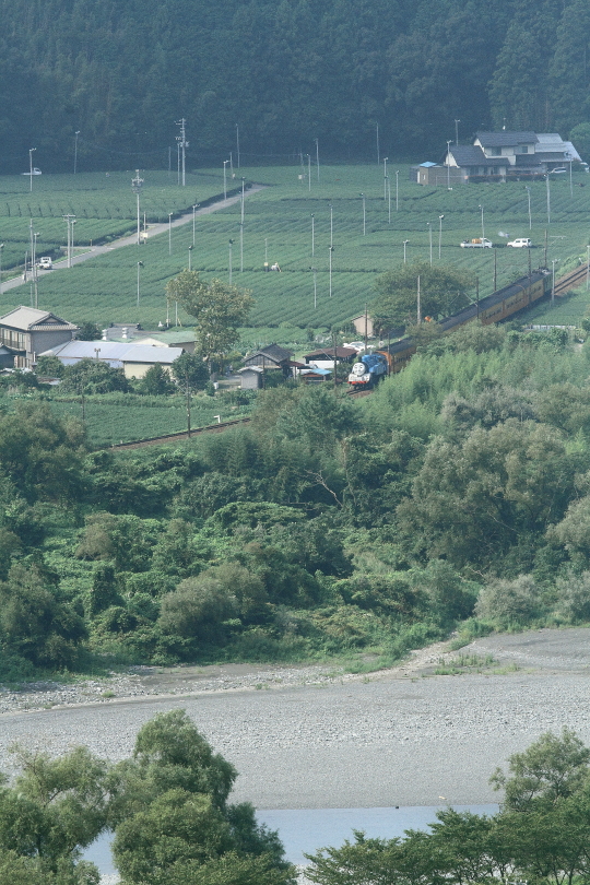 茶畑を青と白のきかんしゃが駆ける - 2014年・大井川きかんしゃトーマス - _b0190710_23184128.jpg