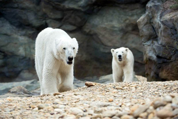 オーストリア・ウィーンのシェーンブルン動物園でのランツォとリン ～ 「ロストック系」の若年個体の悩み_a0151913_133340.jpg