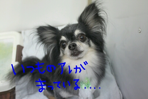月_b0130018_1139694.jpg