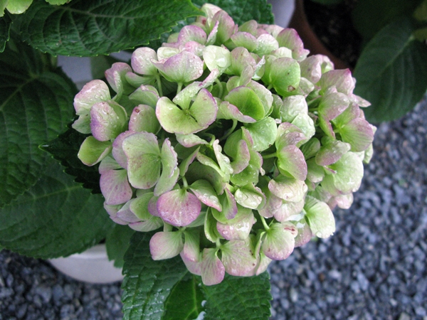 紫陽花 西安 まだ咲いています M S Factory