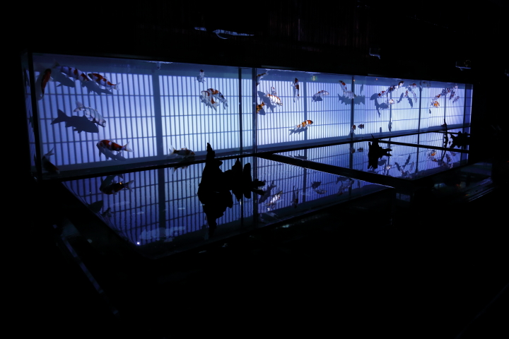 アートアクアリウム展　～名古屋・金魚の雅～ 2014_f0253927_2254254.jpg