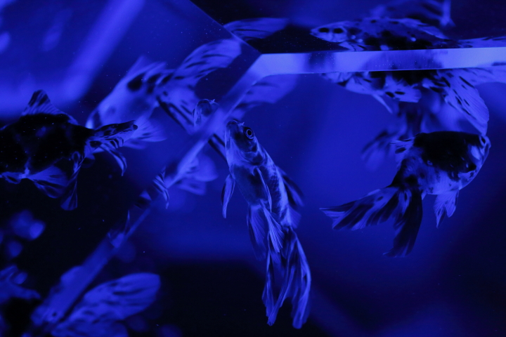 アートアクアリウム展　～名古屋・金魚の雅～ 2014_f0253927_2301497.jpg