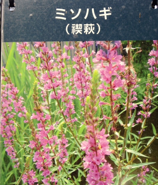 魔法の輪の中に、入ってしまった?_a0258233_1623570.jpg