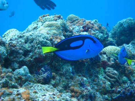 9月10日ベタ凪の海・最高の透明度_c0070933_21195331.jpg