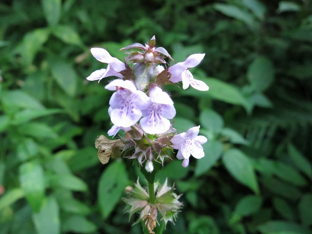 f0003138_122255.jpg