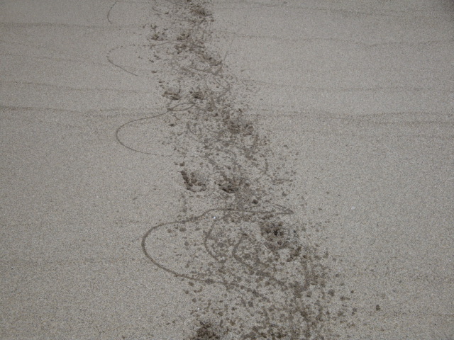 e0158841_1036574.jpg