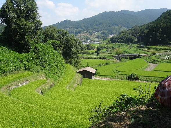明日香村稲渕の案山子ロード_b0299042_19521085.jpg