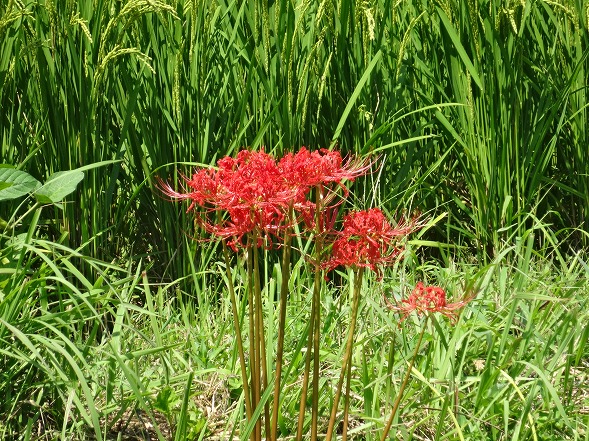 明日香村稲渕の案山子ロード_b0299042_19543735.jpg