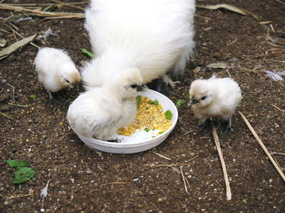 烏骨鶏のヒナの庭デビューの巻_a0254656_17441361.jpg