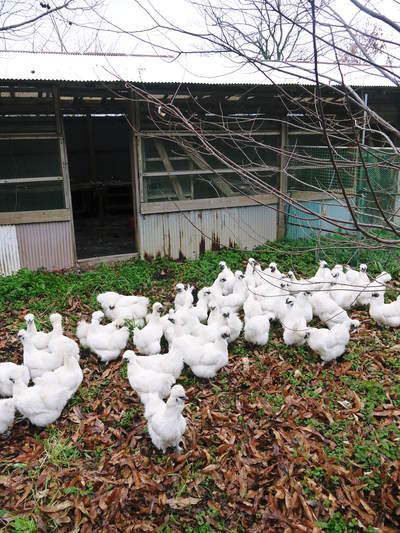 烏骨鶏のヒナの庭デビューの巻_a0254656_17535192.jpg