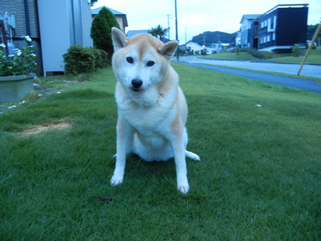 ’14,9,10(水)それなりに落ち着いている愛ちゃん!_f0060461_10425746.jpg