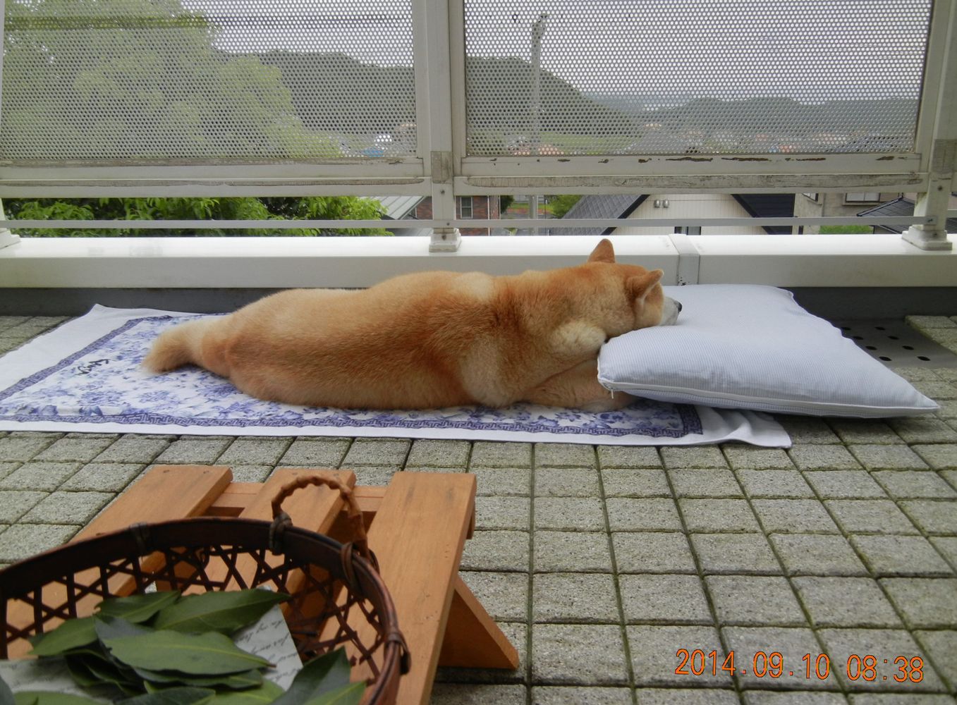 ’14,9,10(水)それなりに落ち着いている愛ちゃん!_f0060461_1373125.jpg
