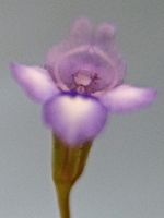 #アゼナ科 『亜米利加畦菜』  Lindernia dubia subsp. major_f0238961_16313069.jpg