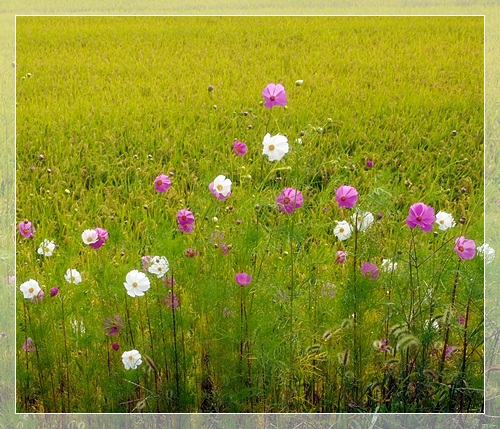 新じゃがの季節と秋の風景_a0141366_22125014.jpg