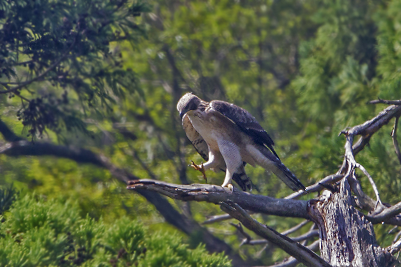 今季のクマタカ幼鳥Ⅰ_e0289167_22111238.jpg