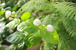 b0165770_1151567.jpg