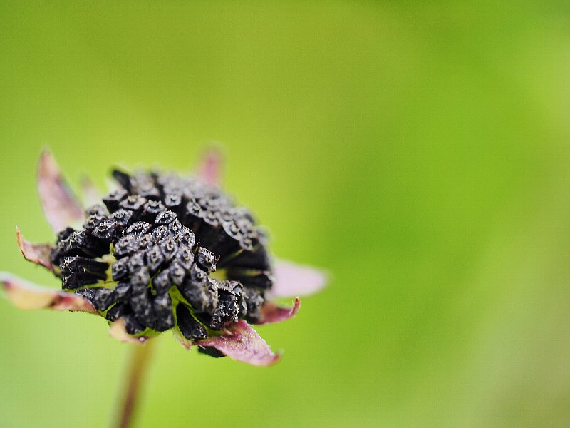 初秋　野の花たち_d0316677_21245168.jpg