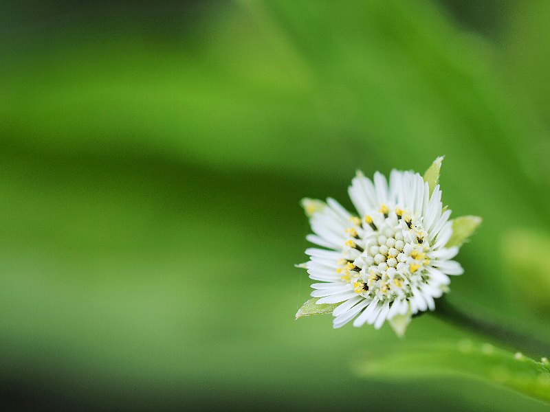 初秋　野の花たち_d0316677_21245293.jpg