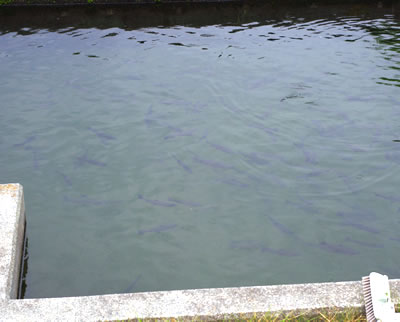 b0123486_84880.jpg