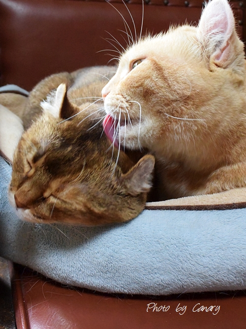 涼しくなると相性の良いのとくっついて寝る猫家族 V3動画　2014/9/11_d0129921_16462359.jpg