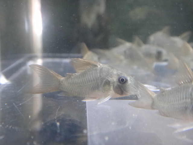 140911　熱帯魚・淡水魚・侘び草・水草・観葉植物_f0189122_1352821.jpg