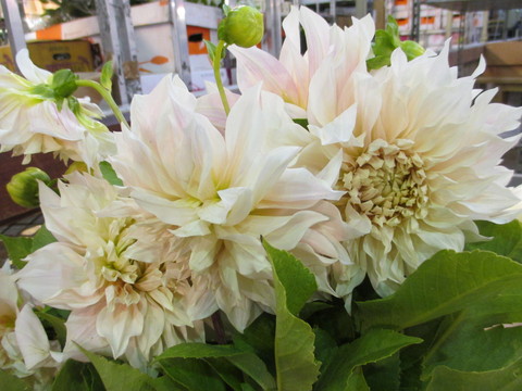 c0232541_2371797.jpg