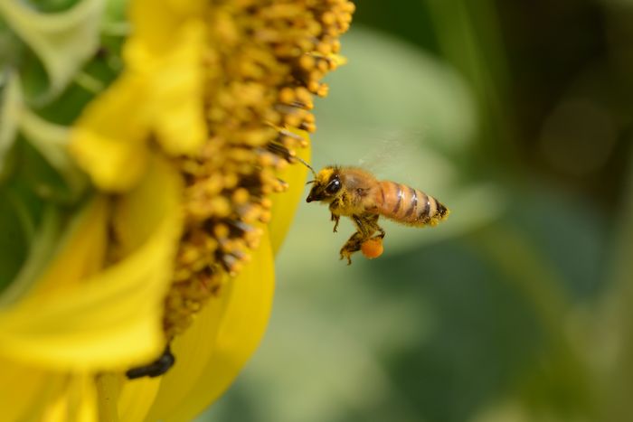 ミツバチ 大きな花粉団子を拵えて 龍人鳥の徒然フォト日記