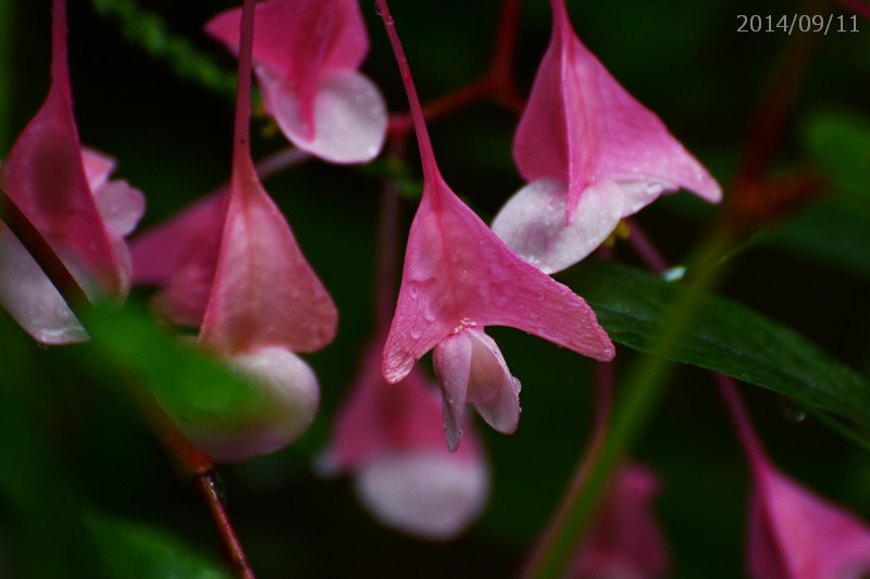 雨に咲く花・シュウカイドウ_e0310446_1762595.jpg