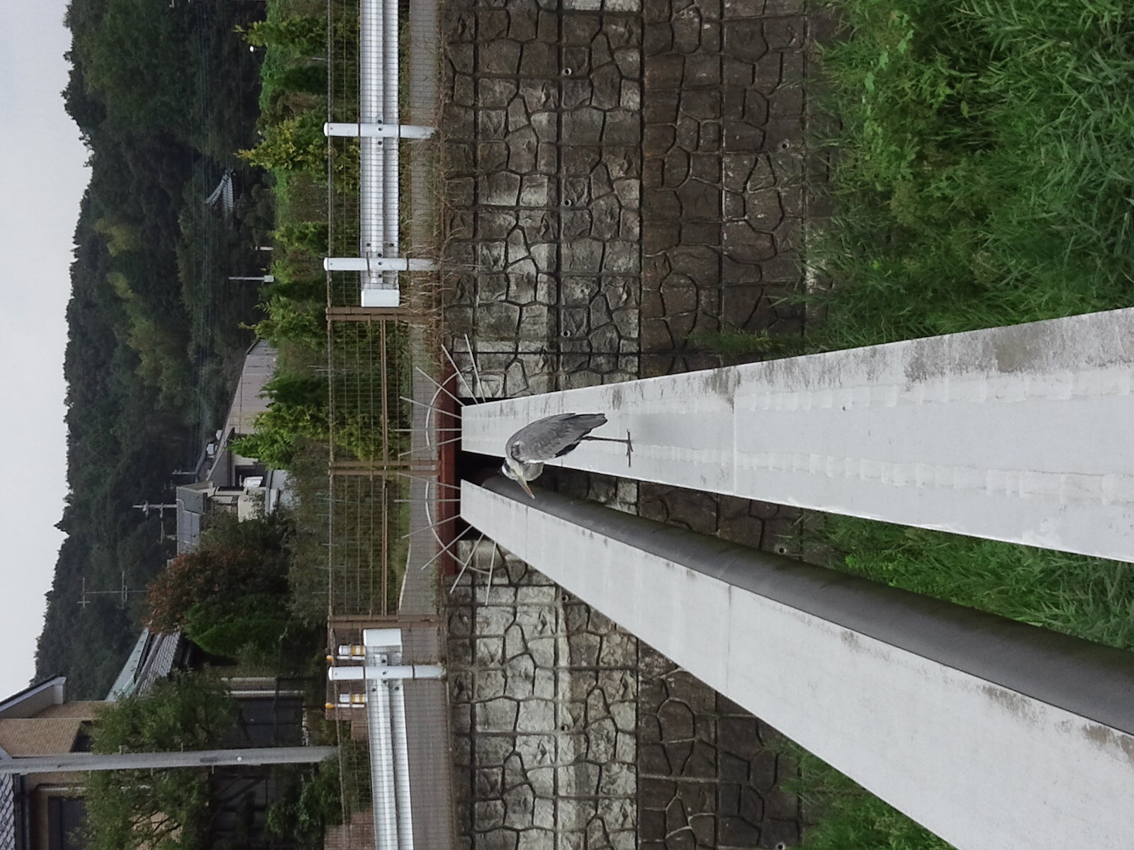 鷺  発見_d0173654_14283083.jpg