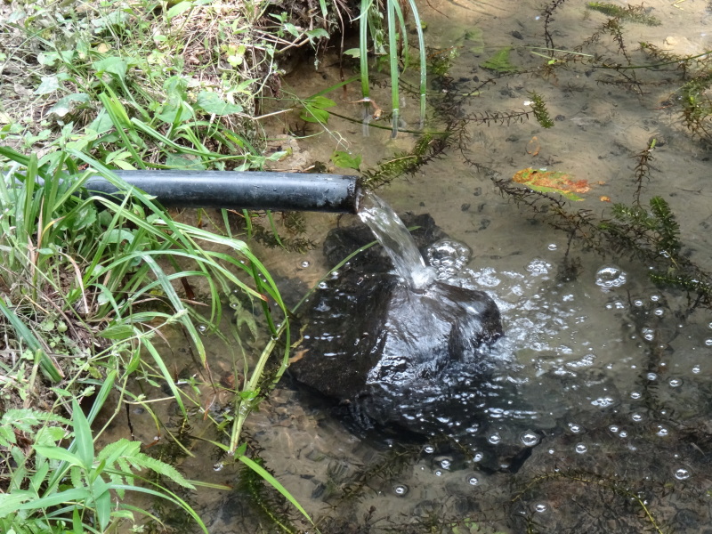 植物観察　　in　　せんなん里海公園_c0108460_15550868.jpg