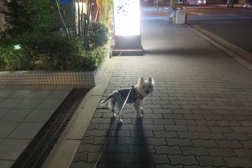 だんだん。_b0107163_1301570.jpg