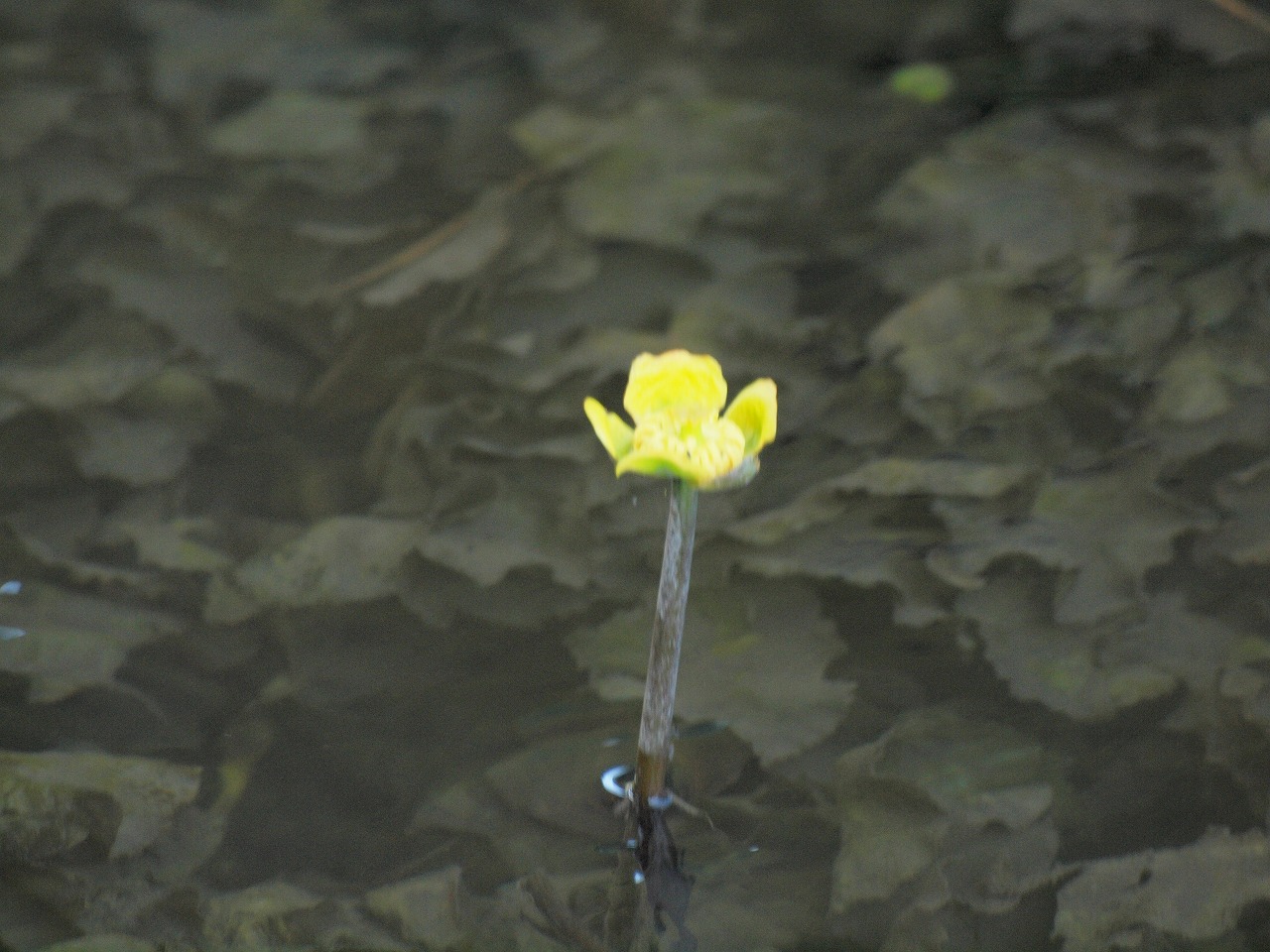 『達目洞(だちぼくぼら)の植物達～♪』_d0054276_20205048.jpg