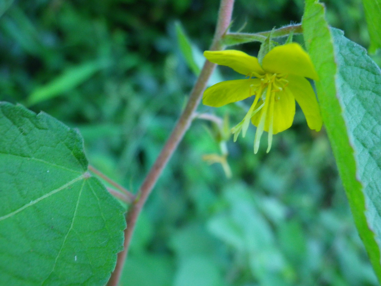 『達目洞(だちぼくぼら)の植物達～♪』_d0054276_20221039.jpg