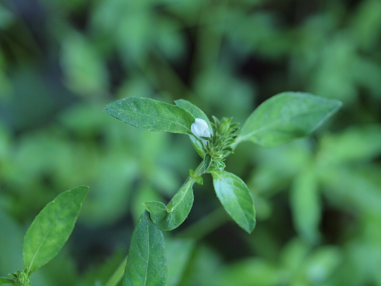 『達目洞(だちぼくぼら)の植物達～♪』_d0054276_2023391.jpg