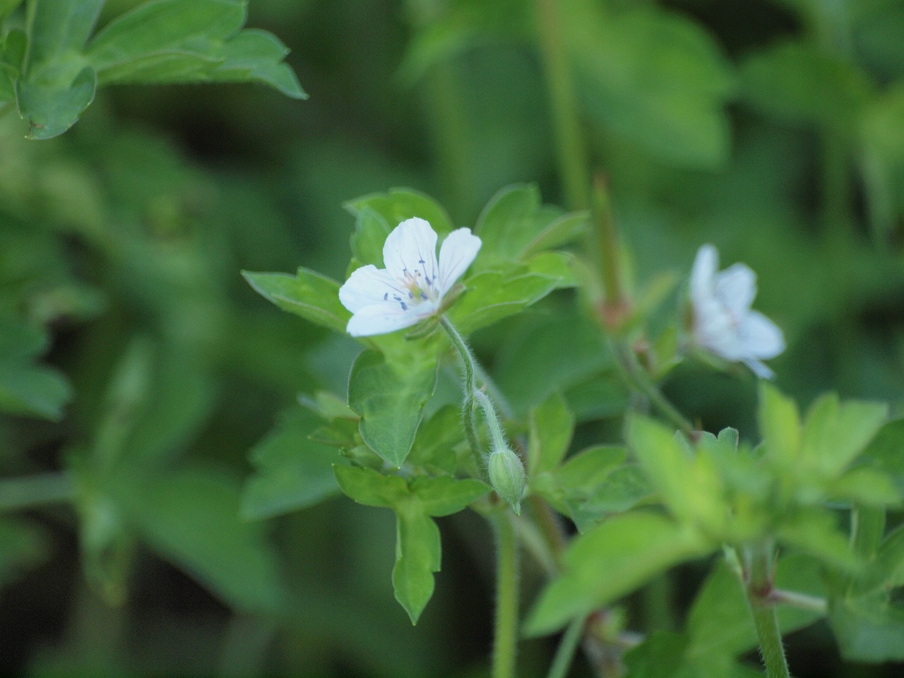 『達目洞(だちぼくぼら)の植物達～♪』_d0054276_2026552.jpg