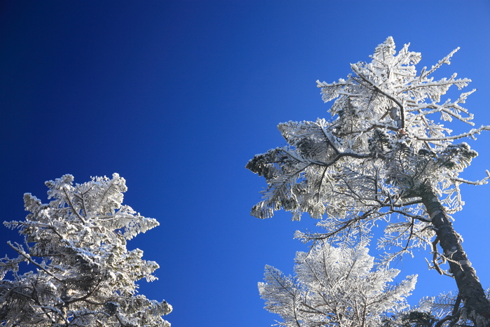 冬の北八ヶ岳　Ⅰ　”雪桜”_f0057178_19413688.jpg