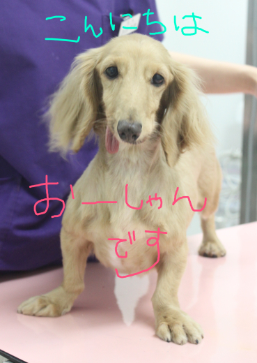 ☆☆M.ダックスの里親募集☆☆_c0245679_15114919.jpg